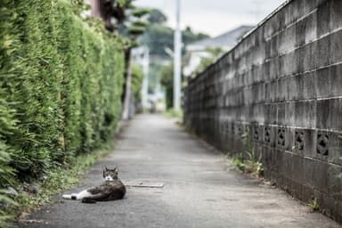 路地裏の猫