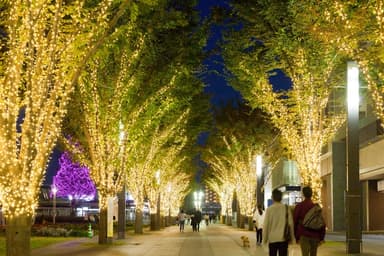 18万球のシャンパンゴールドで彩られる、LEDイルミネーションの並木道(画像は昨年)