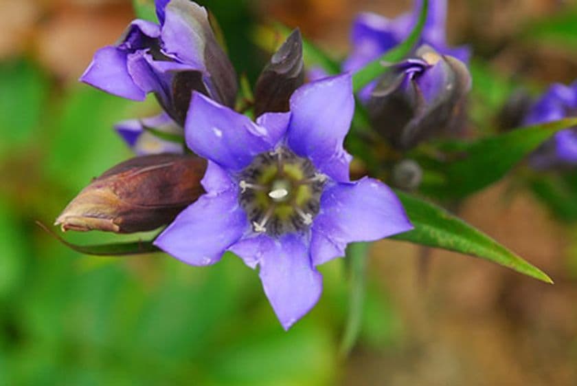 秋の野山を彩る鮮やかな瑠璃色の花
「リンドウ」が見頃です
