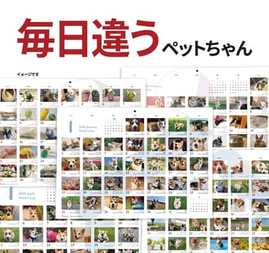 掲載内容