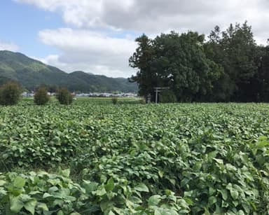 川北地区の自社黒豆畑