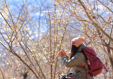 長瀞宝登山臘梅園で観賞する様子