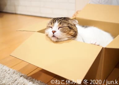 展示作品4