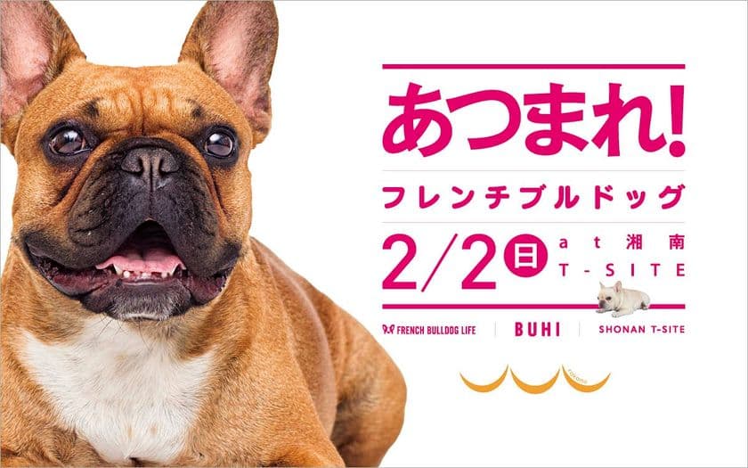rakanu、2月2日(日)に湘南T-SITEでリアルイベント「あつまれ！フレンチブルドッグ」を開催！ 