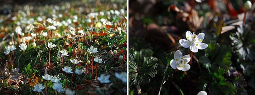 六甲高山植物園 冬季特別開園
暖冬により1週間前倒し！2/15(土)より開園！
～バイカオウレンが咲きました～
