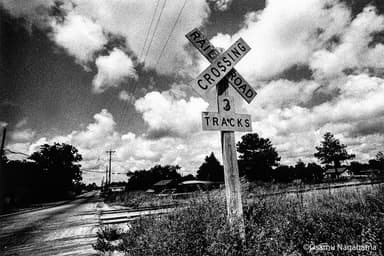 Cotton Fields(7)