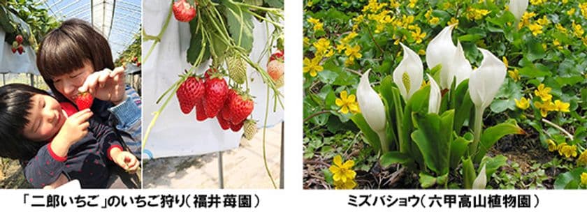 春満喫！
二郎いちご食べ放題＆六甲高山植物園の花々を楽しむ
バスツアー予約開始！
2020年3月21日(土)～4月26日(日)の土・日に開催