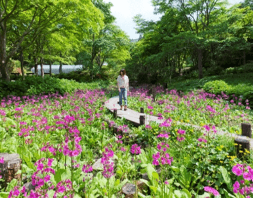 可憐に咲く花々とグルメを満喫！
「神戸 六甲山花さんぽ」
5月9日（土）から7月12日（日）まで開催！