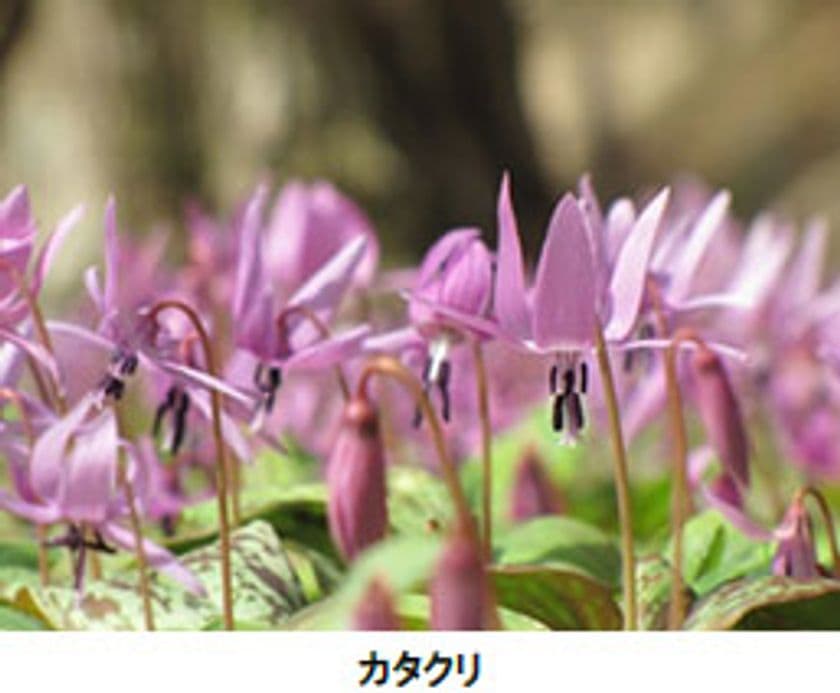 六甲高山植物園 春の花々を満喫
「春の花スタンプラリー」開催