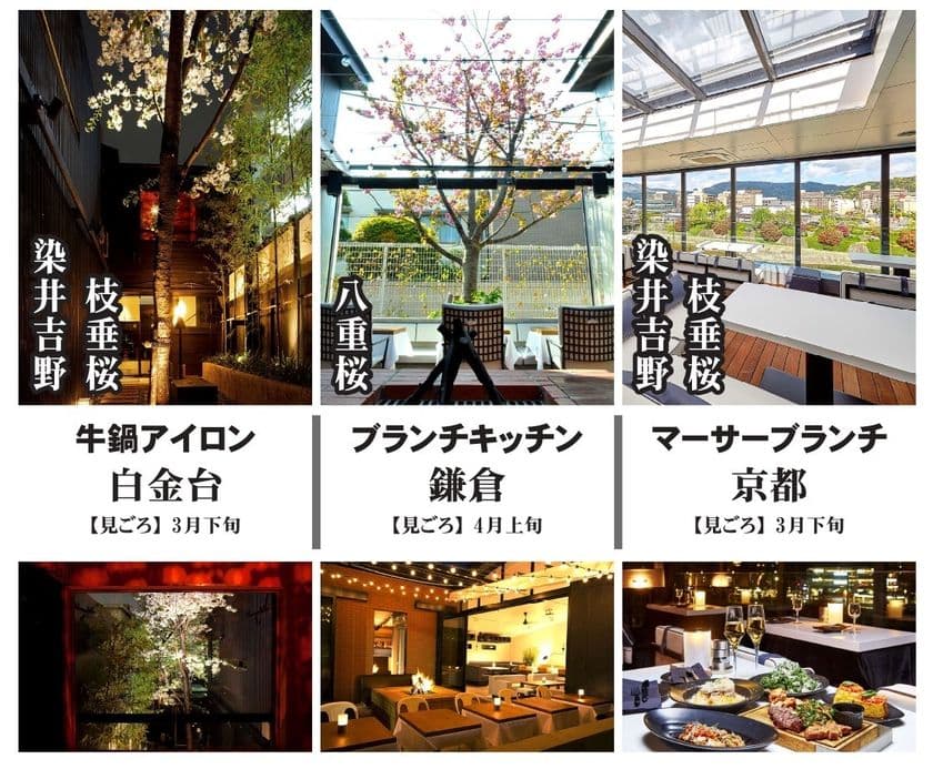 満開の桜×お洒落な食事でワンランク上のお花見デート！
東京・鎌倉・京都の桜とグルメを楽しむデートプランを提案