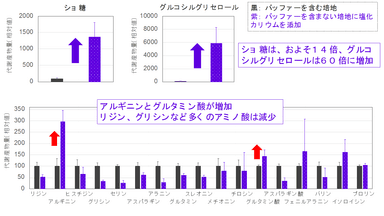 図3. 培地条件変化による糖とアミノ酸の量の変化