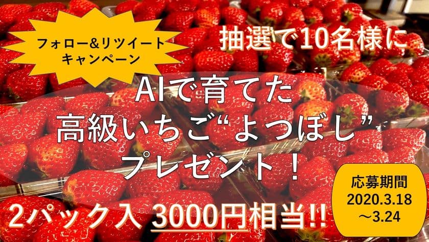 AIいちご？！
日本初 人工知能で栽培した高級いちご【よつぼし】　
限定プレゼントキャンペーンを3月18日から期間限定で開催