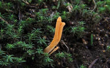 極み華キノコ 冬虫夏草(1)