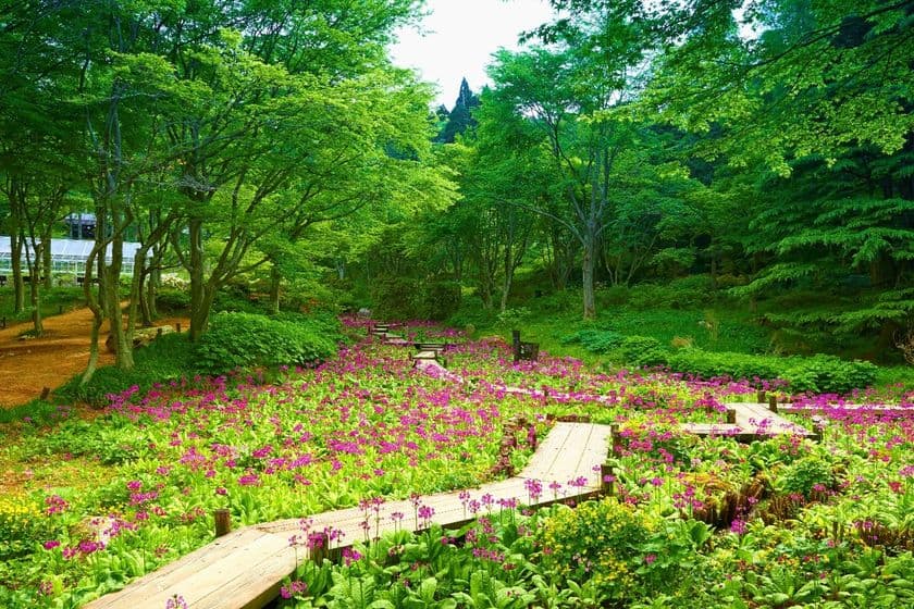 約100種10,000株の花々が咲き誇る
5/9(土)～6/28(日)六甲高山植物園
初夏イベント 「天空の花さんぽ」初開催！
