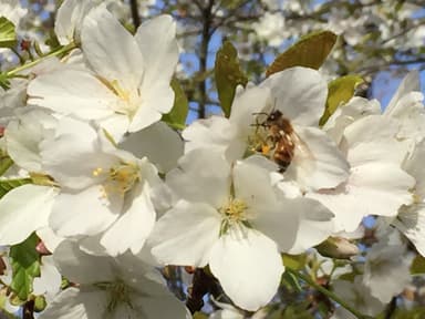 大島桜とミツバチ