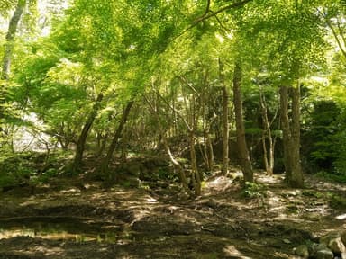 散策路(森林・運動療法)2