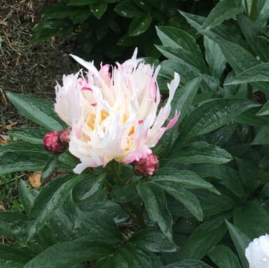 令和の花2