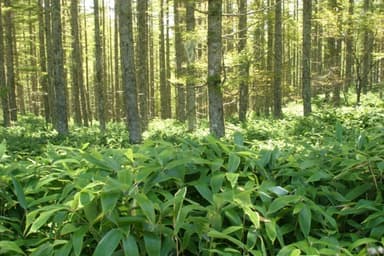 高原地帯に自生したクマ笹