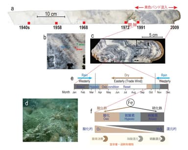 ツバルのサンゴ年輪の黒色バンドと人為起源の季節性無酸素環境形成イメージ