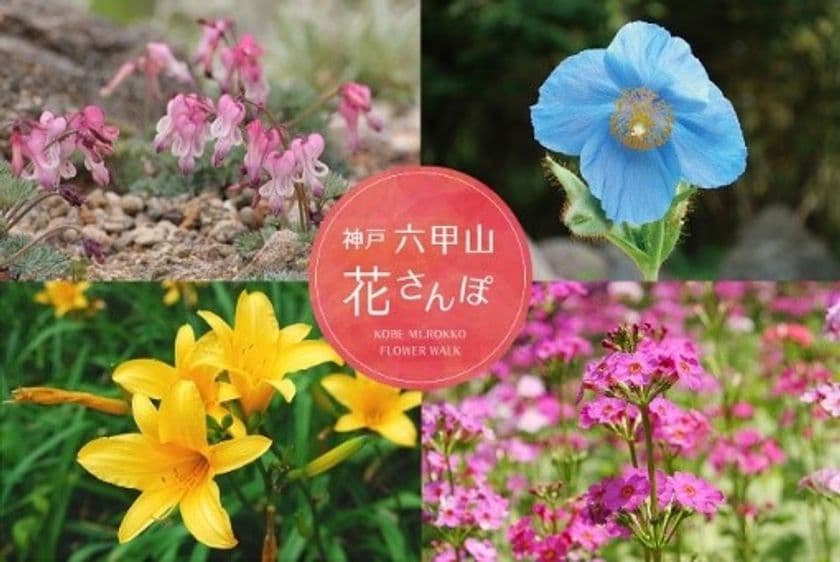 今だから見られる六甲山の花々！
「神戸 六甲山花さんぽ」
5月30日（土）から開催！