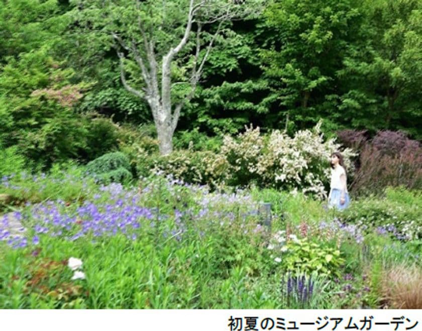 六甲オルゴールミュージアム ミュージアムガーデン
オオデマリの咲くテラスで過ごす！
～初夏の花々が開花中です～