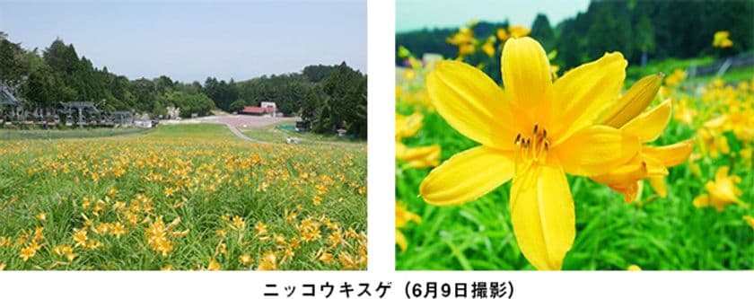 六甲山カンツリーハウス
約27,000株の「ニッコウキスゲの大群落」
関西随一の規模、ただ今見ごろ！