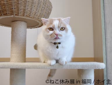 展示作品7