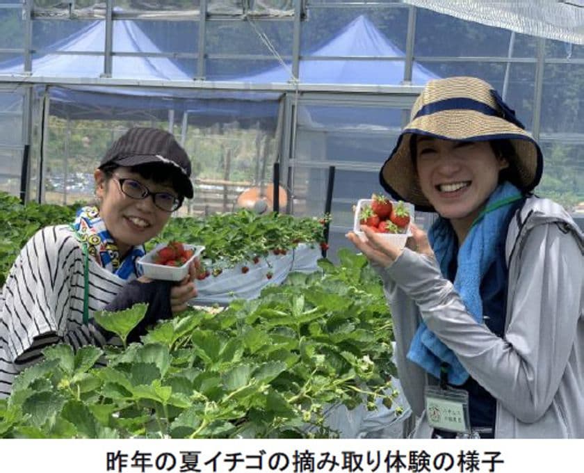 「六甲山の体験農園」で夏イチゴを摘み取ろう！
～7月23日（木・祝）シーズンオープン！～