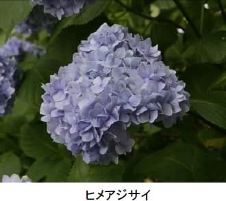 ヒメアジサイ