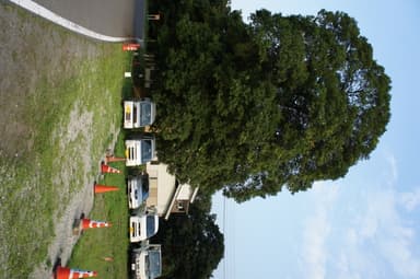 樹齢100年を越える白樫の木(2)