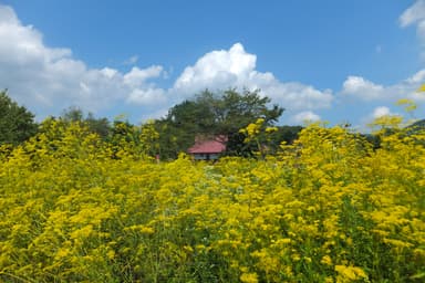 長瀞七草寺　イメージ