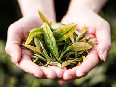 茶辻イメージ