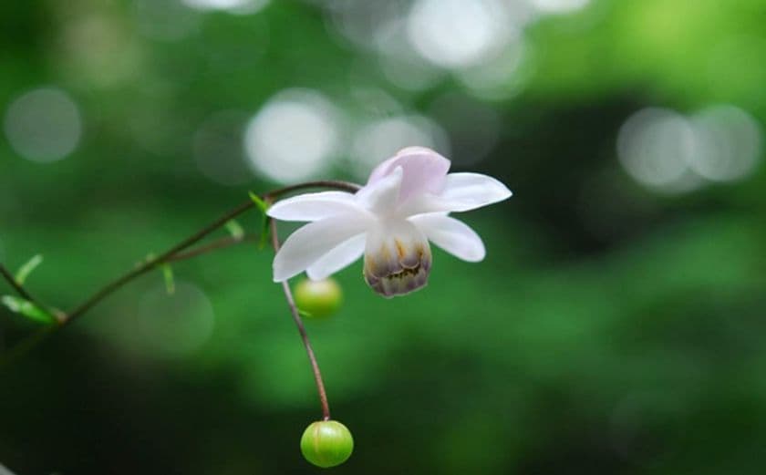 六甲高山植物園 林床に咲く涼しげな花
日本の固有種 レンゲショウマが見頃です！