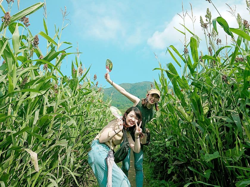 大人も子供も楽しめる！夏休み期間限定
「とうもろこし畑の巨大迷路」が7月18日(土)より開催中！　
～22万人以上が挑戦した脱出ゲームが今年も登場！～