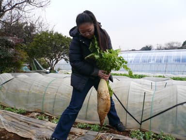 畑で野菜を収穫