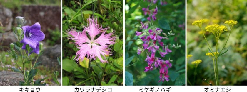 【六甲高山植物園】キキョウ、ハギ、ナデシコなど
秋の七草が開花！
