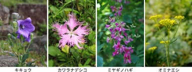 キキョウ、ナデシコ、ハギ、オミナエシ