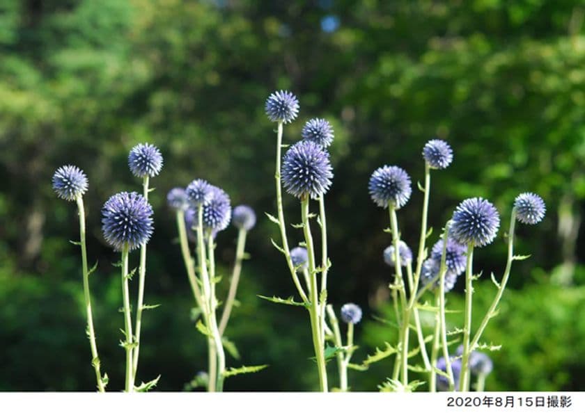六甲高山植物園 絶滅が危惧される貴重な花
「ヒゴタイ」8月下旬まで見頃です！