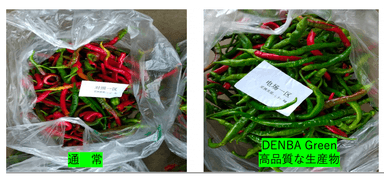 DENBA GREEN3