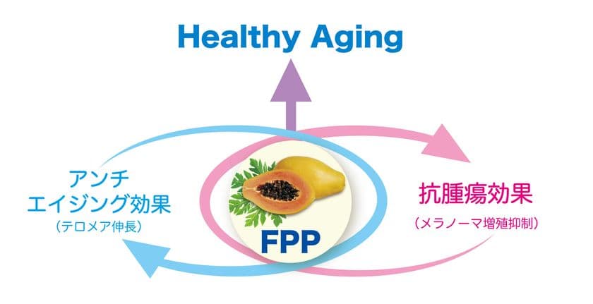 テロメラーゼ活性によるテロメア伸長と
腫瘍増殖リスク低減の効果を併せもつ
FPP(パパイヤ発酵食品)の国際特許が出願されました！