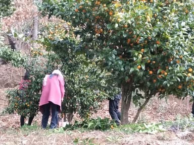 果樹園(園芸・行動療法)