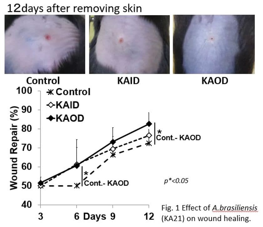 露地栽培アガリクス(KA21株)の手術後の
早期回復効果について学会発表