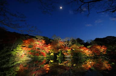 紅葉ライトアップ