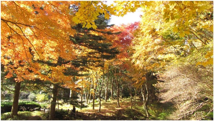六甲高山植物園 赤・黄・橙の色の共演
「紅葉」が一足早く見頃を迎えました！