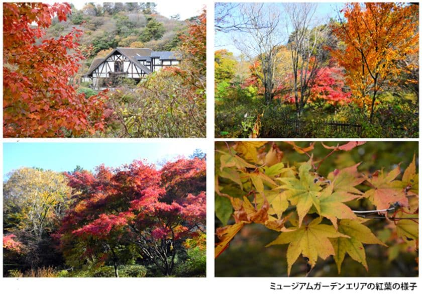 六甲オルゴールミュージアム
ミュージアムガーデンの紅葉が見頃です！