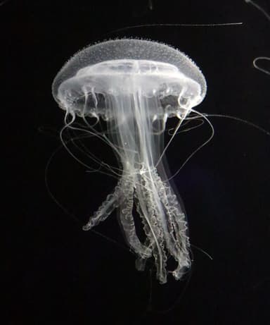 アマガサクラゲ　※画像はイメージです。