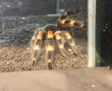 メキシカンレッドニー