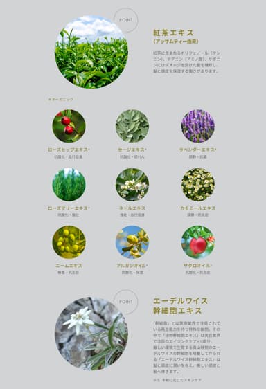 TEA HERB