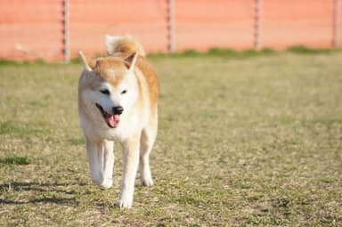 ドッグディンプルスペットホテル(5)