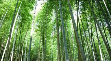 静岡産　孟宗竹チーズ